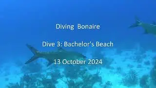 Bonaire Diving 2024