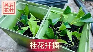 桂花扦插2022 - 试过三个时期扦插，7-8月成功率最高 - osmanthus fragrans cutting