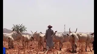 Nigeria lawmakers move to end deadly conflict between farmers, pastoralists