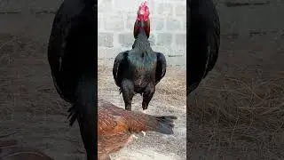 aseel murgha lover // Yasir birds vlog #shorts