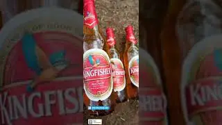 #kingfisher #bear Kingfisher lover|| bear lover || bear whats app status