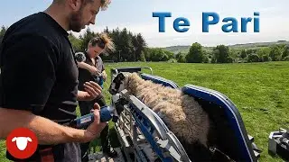 Final big sheep jobs before shearing starts!
