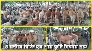 ৪ ঘন্টায় বিক্রি হয় প্রায় কুটি টাকায় গরু | ঐতিহ্যবাহী সরকার বাজার |  মৌলভীবাজার | Cow market 
