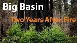 Revisiting Big Basin Redwoods 2 Years After Forest Fire
