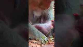 Ep915. Adorable Monkeys That Will Melt Your Heart