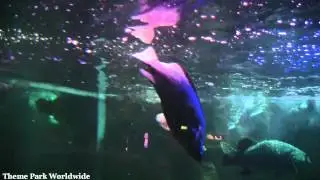 Sea Life Blackpool Complete Experience