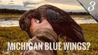Teal in the Marsh - Michigan Early Season Hunting - Michigan Early Season Tour Part 3