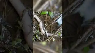 Incredible a worm  #NatureWorms #woem