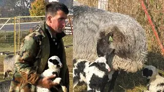 Janjci pristižu kao da je proljeće