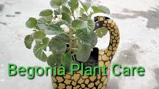 How To Care Begonia Plant #begoniaplantscare