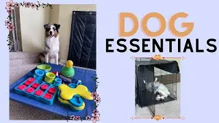 TOP DOG ESSENTIALS: Dog Must Haves and Favorites VLOG| Australian Shepherd