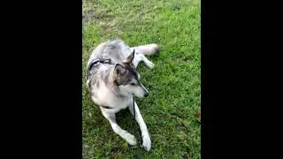 Handsome dog, vertical video