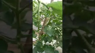 Tomarket Farming update #