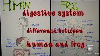 Noor Ul Huda/KMSC's student/fsc bio/2nd year bio/digestive system/ difference digestive human &frog