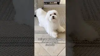 Jumping for Attention 😊 #maltese #dog #mygirl #whitedog #doglover #maltesedog #maltesedog #cutedog