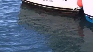 Part 2 Turtles off Fishlips Restaurant Cocoa Beach