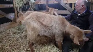 Celebrating volunteering: Pathways Care Farm