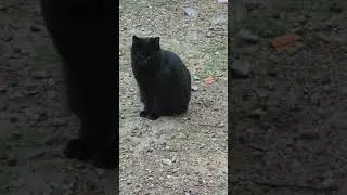 😻🐾,Gatit@ Adorables y Perezos@,55&sup1;, La Casa de los Gatos,😻🐾,Requena. #baraliperegrino #baralicat