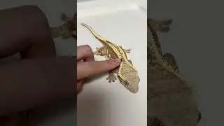 Crested Geckos' Adorable Sound