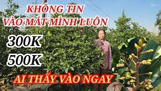 📞 CÔ ÚT 0354943826 MAI TÀNG CHƠI TẾT SIÊU RẺ VÀO NGAY 300-500K BAO SHIP 01/01/2026 | Bến Tre Ơi
