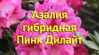 Азалия чайногибридная пинк дилайт. Краткий обзор, описание azalea knap hill Pink Delight