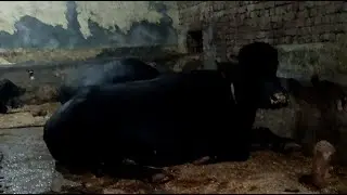 #harynan ka chora live Haryana murrah farm is live