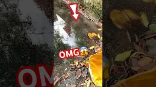 scoop mosquito larvae to feed wild betta fish#betta #bettafishtank