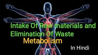 Intake of Raw materials and Elimination Waste in Introduction to human body