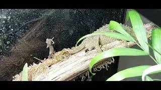 Chameleon live birth!