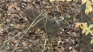 Southern Indiana deer hunting S1E6| Learning a new farm,Lockdown Phase