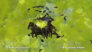 Tadpoles sound, HQ audio/underwater field recording/