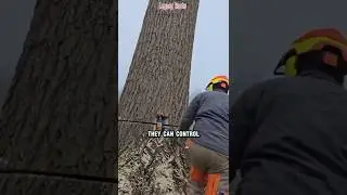 Хитрости по обрезке тонких деревьев #эстетика