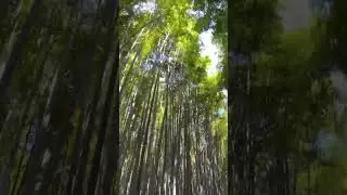 The Amazing Bamboo Forest in Japan.      #japanesebamboo