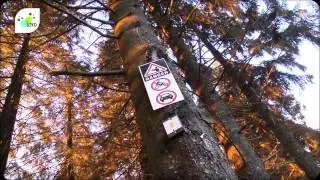 Les conflits d'usage en for&ecirc;t communale