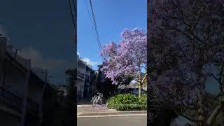 Gorgeous Jacaranda Trees in Surry Hills #jacaranda #sydneywalk #sydney #sydneywalktour #travel