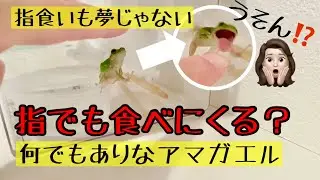 Vo.65 アマガエルの指食いも夢じゃないんじゃない⁈