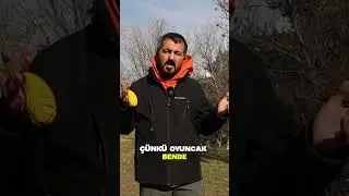 How can I teach my dog ​​to play with toys?