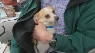 Veterans&rsquo; pets get free healthcare