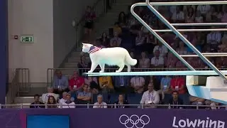 Cat Olympics | White Devon Rex Cats Springboard Event 🐱