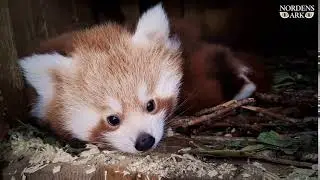 Pandababy at Nordens Ark