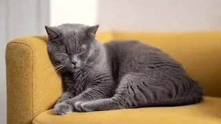 Peaceful piano and sleeping cats bring warmth, comfort, and rest to your night.| Season 7