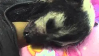 Tiny baby Spectacled Flying-Fox