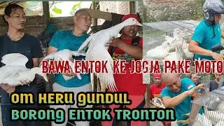 MANTAP om Heru gundul borong entok jumbo bawa motor dari Jogja ke Banjarnegara #viralvideo #fyp 