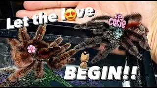 Mating the MOST BEAUTIFUL TARANTULA species IN THE WORLD (in my opinion) !!!