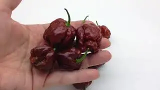 7 Pot Douglah