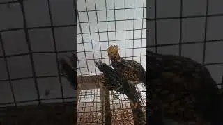 Golden Sebrite Chicks 🐣 #shorts #shortsfeed #viralvideo #viralshort #aseelmurgh #trending #viral