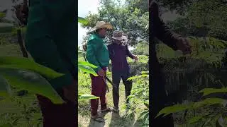 El pobre simplicio est&aacute; pasando hambre gallo jajaja