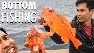 $27.00 Half day fishing on a charter boat| GROUPON DEAL | Pier Point Landing Long Beach CA.