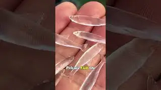 This &lsquo;Liquid Creature&rsquo; Is Actually a Fish#transparent  #fish  #seafood  #fyp  #foryou