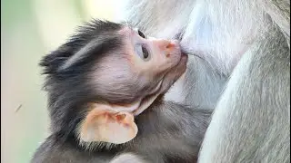 Babies Jolan feeding sweet milk mommy 